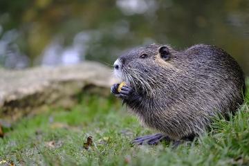 Close-up of a beaver eating in the grass with water in background. 