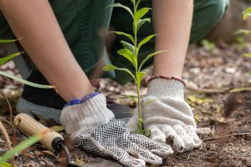 Two hands wearing gardening gloves push down on dirt surrounding a small plant.