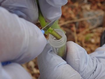 Collecting a sample for the Galapagos Barcode Project