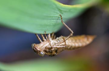 Dragonfly larvae clings to the underside of a blade of grass