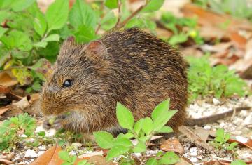 A harvest mouse huddles in the underbrush