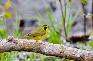 A Kentucky warbler perches on the trunk of a fallen tree