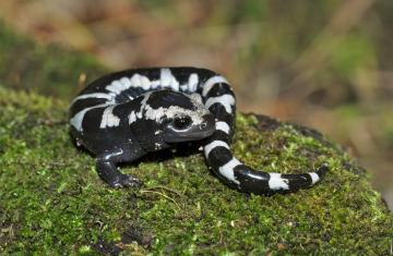 A marbled salamander sits on a bed of moss