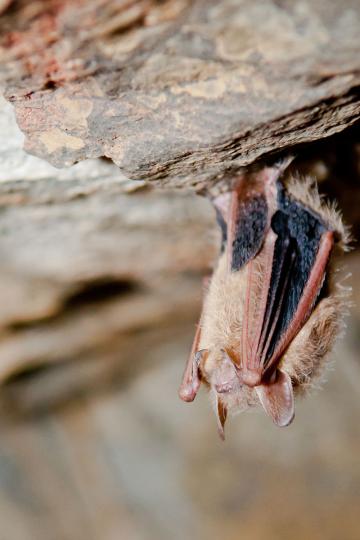 A tri-colored bat hangs upside down from a rock ledge