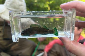 A closeup of fingers holding a small fish in a clear plastic sample box