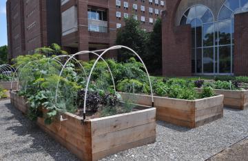 Three raised gardens full of plants sit behind Davis Library on a gravel plot.