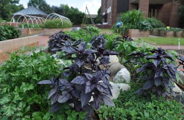Close up of dark purple plant surrounded by green plants within a garden.