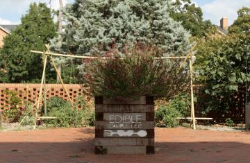 Raised square bed with flowers blooming on top. Bed reads "Edible Campus UNC."