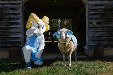 a costumed mascot Ram points towards the camera as an actual animal Ram with blue horns also looks towards camera with a darkly lit barn in the background