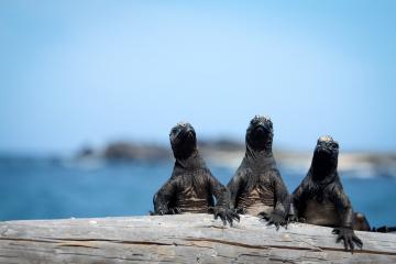three marine iguanas