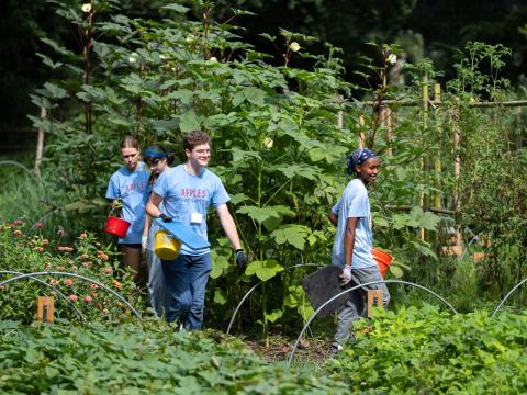 four students gardening